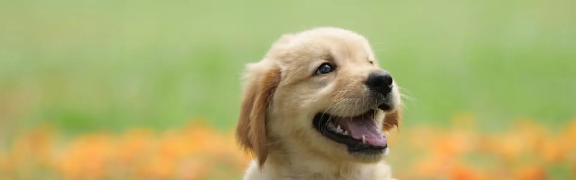 Formación de Asistentes Veterinarios